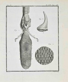 Animal Anatomy - Etching by Juste Chevillet - 1771