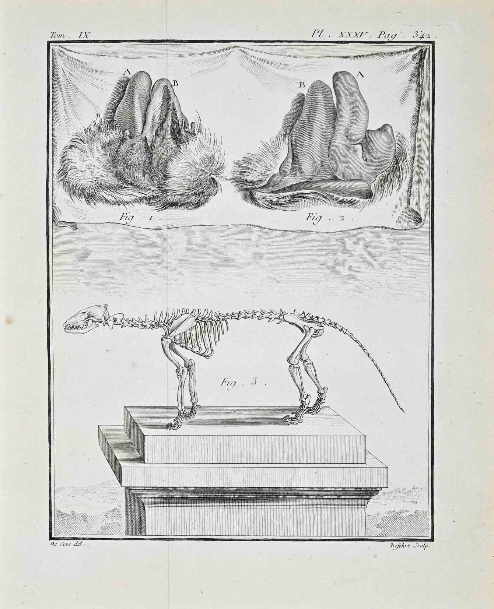 Buffon, Histoire Naturelle, 1771 – Tom. IX, Pl. XXXV (p. 342)

Copper engraving from the 1771 edition depicting anatomical studies of the male genital organs and a quadruped skeleton displayed on a pedestal. The upper register presents detailed