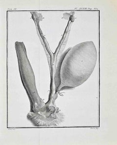 Animal Anatomy - Etching by Juste Chevillet - 1771