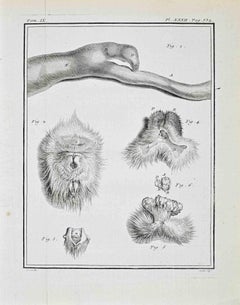 Animal Anatomy - Etching by Juste Chevillet - 1771