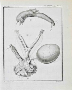 Animal Anatomy - Etching by Juste Chevillet - 1771