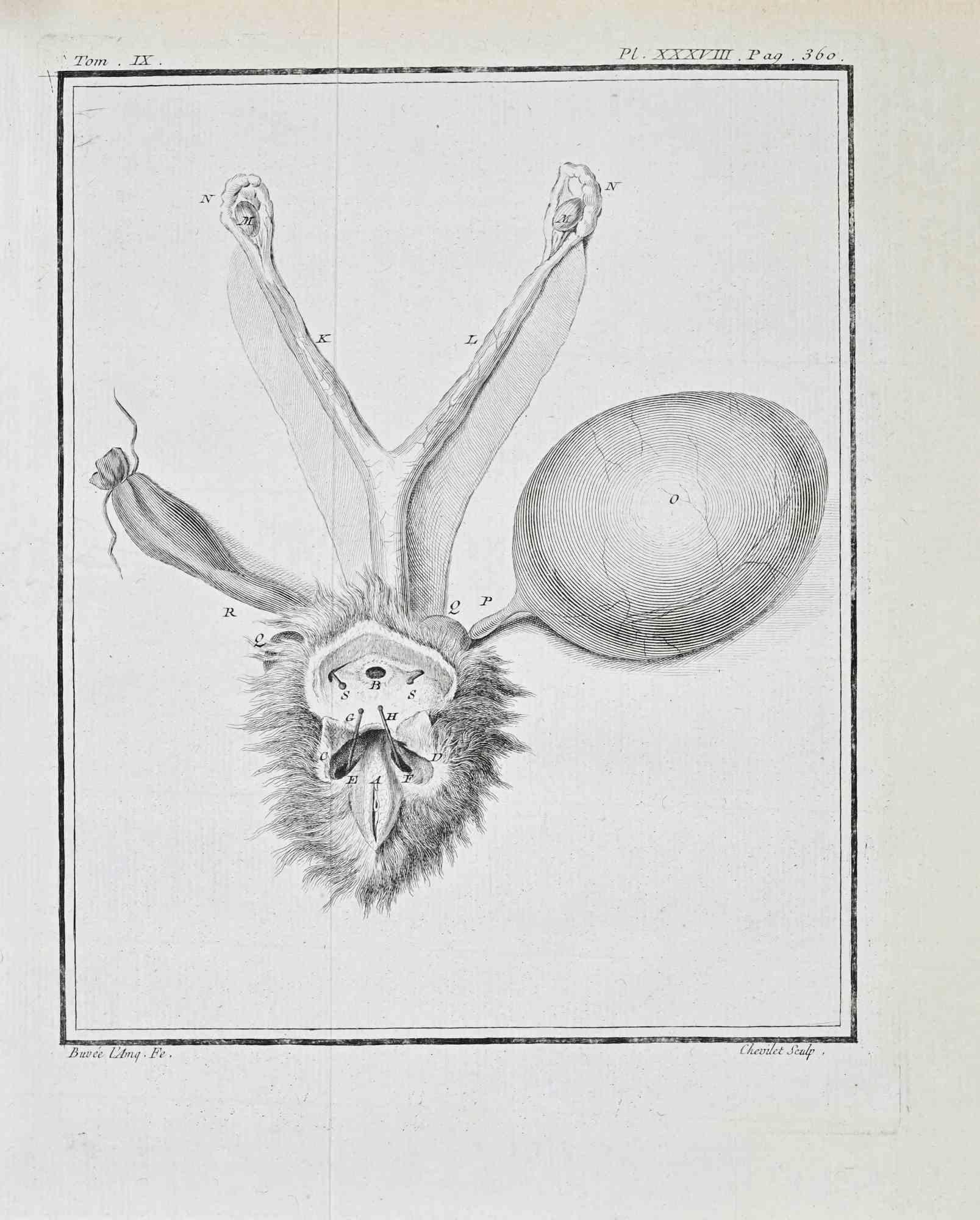 Animal Anatomy - Etching by Juste Chevillet - 1771