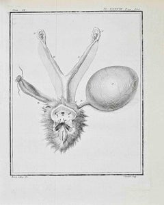 Animal Anatomy - Etching by Juste Chevillet - 1771