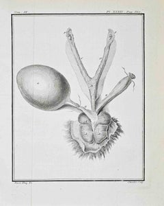 Animal Anatomy - Etching by Juste Chevillet - 1771