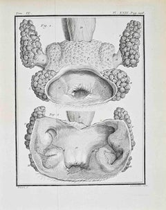 Animal Anatomy - Etching by Juste Chevillet - 1771