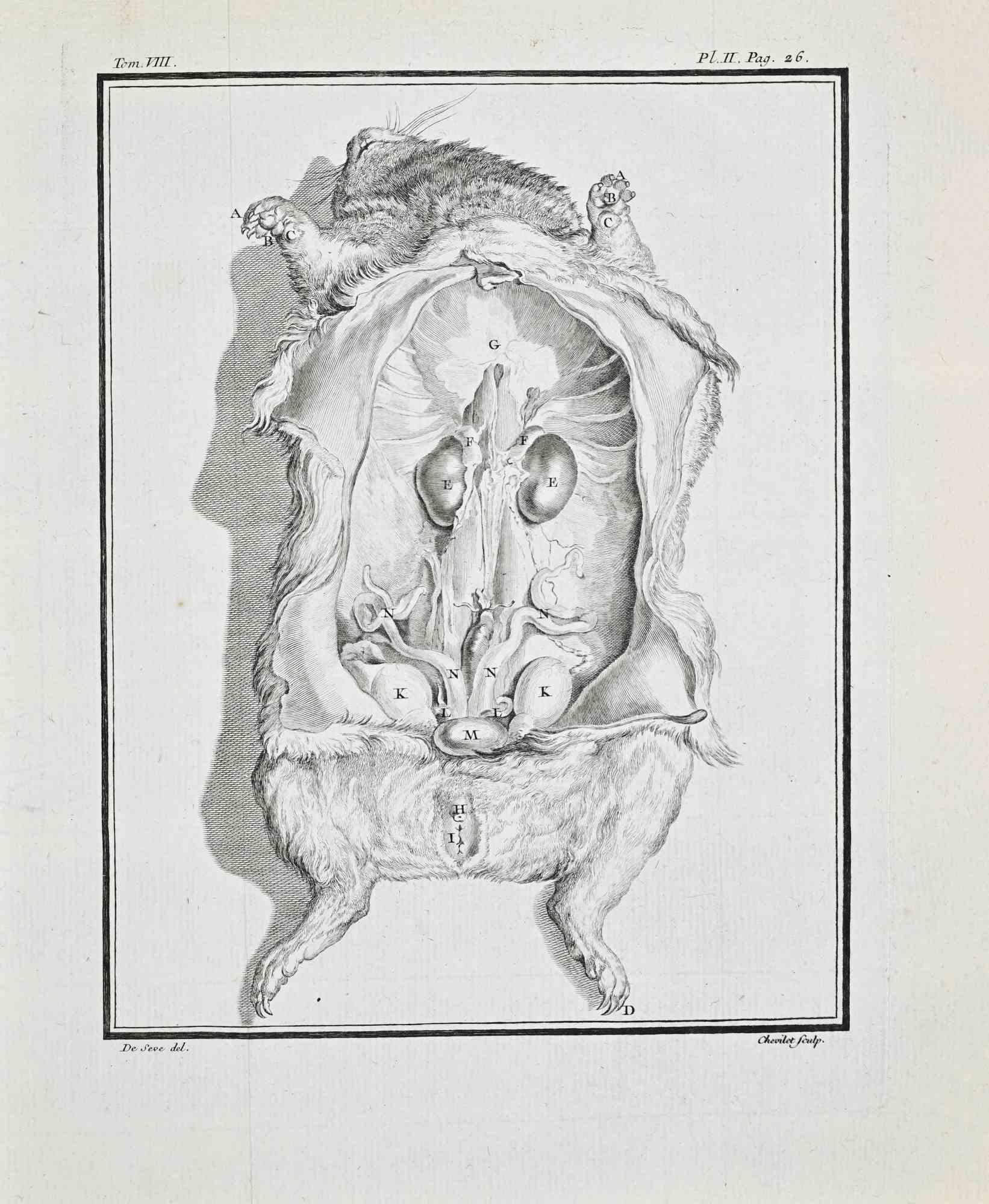 Animal Anatomy - Etching by Juste Chevillet - 1771