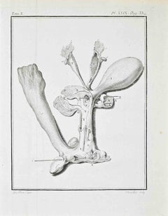 Comparative Anatomy – Internal Reproductive..- Etching by Juste Chevillet - 1771