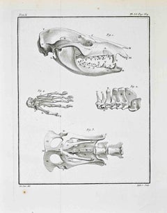 Comparative Osteology – Carnivore Skull and..- Etching by Juste Chevillet - 1771