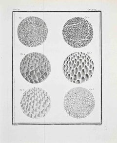 Microscopic Studies - Etching by Juste Chevillet - 1771
