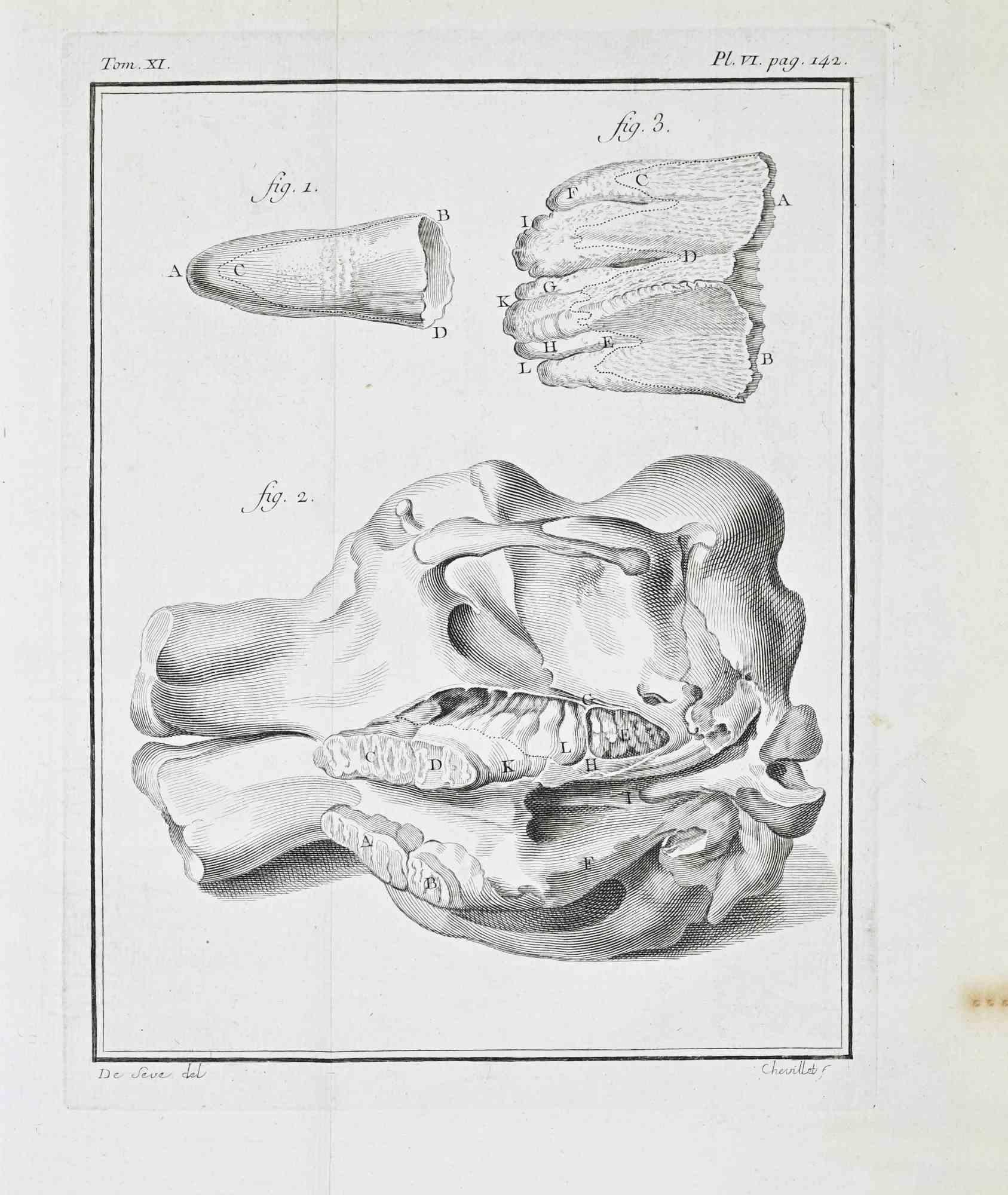 Plate from Buffon's Histoire Naturelle, générale et particulière.
Tome XI – Plate VI, p. 142.
Paris, Imprimerie Royale, 1771.
Engraving (etching and burin), approx. 24.5 × 19.5 cm.

This anatomical plate from Tome XI presents a focused osteological