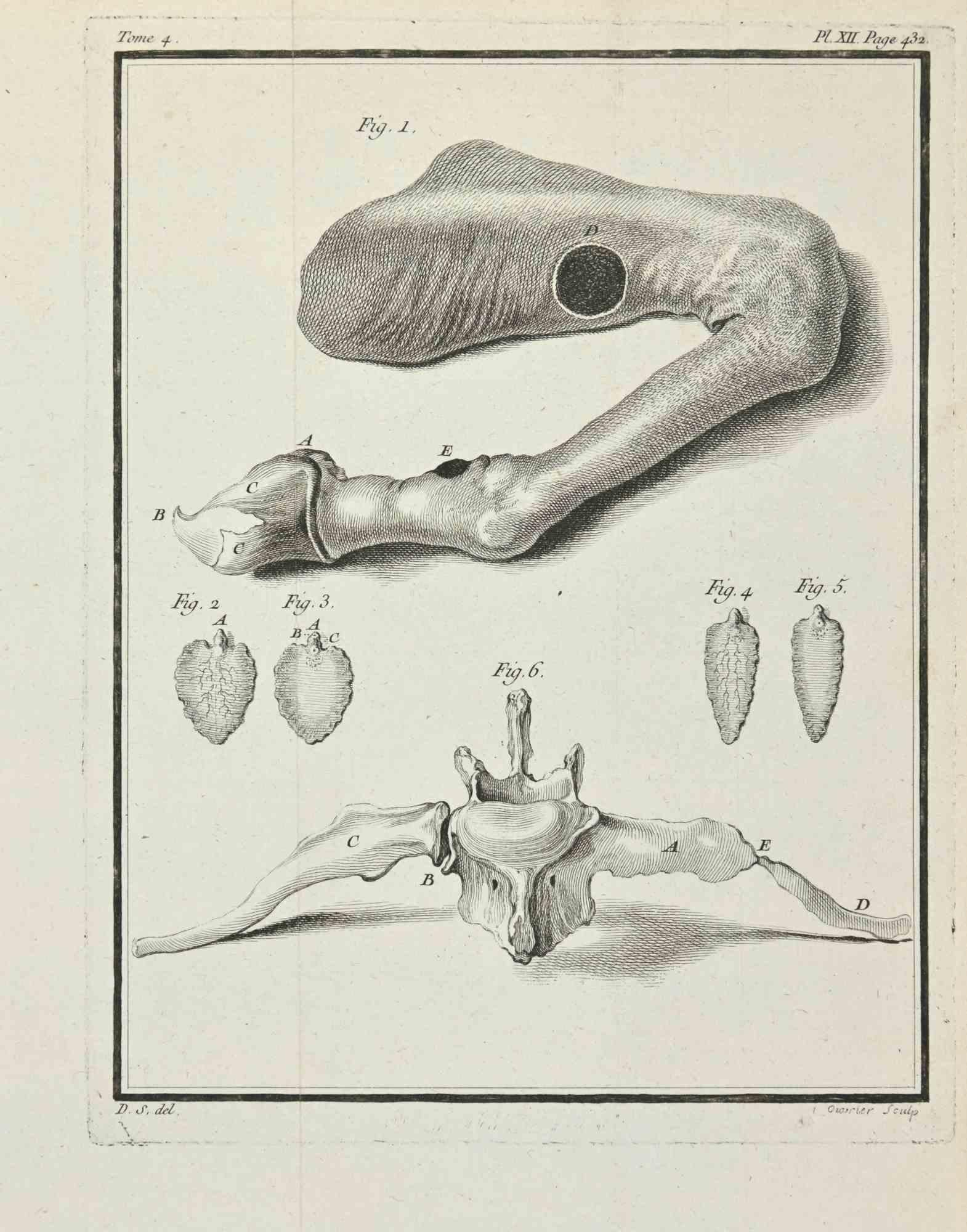 Anatomy of Animals - Gravure de Juste Chevillet - 1771