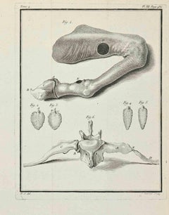 Anatomy of Animals - Etching by Juste Chevillet - 1771