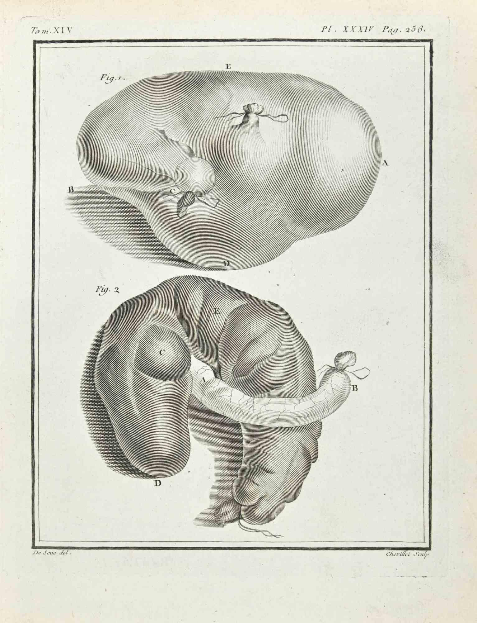 Anatomie  Gravure de Juste Chevillet - 1771