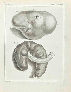Anatomy  of Animals - Etching by Juste Chevillet - 1771