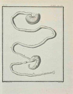 Tieranatomie – Radierung von Juste Chevillet – 1771