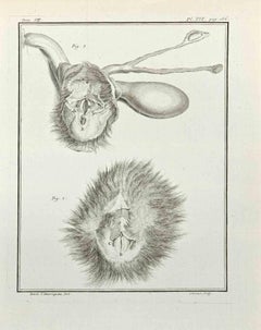 L'anatomie des animaux - eau-forte de Juste Chevillet - 1771