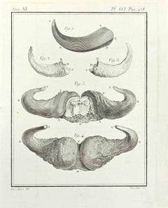 Animal's Anatomy - Etching by Juste Chevillet - 1771