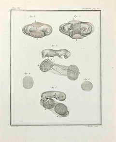 L'anatomie des animaux - eau-forte de Juste Chevillet - 1771
