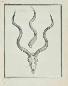 Animal's Anatomy - Etching by Juste Chevillet - 1771