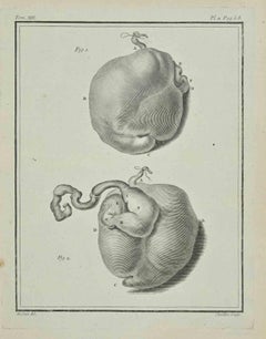 Animals' Heart - Etching by Juste Chevillet - 1771