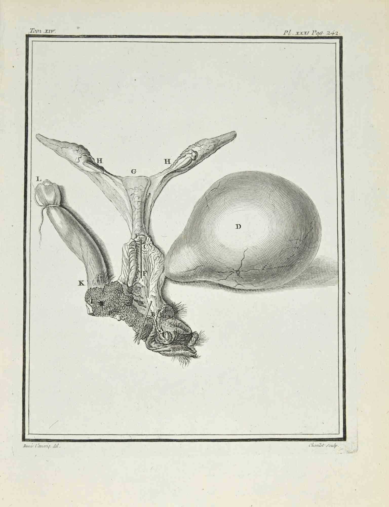 Interno di un animale è un'incisione realizzata da Juste Chevillet nel 1771.

L'opera appartiene alla suite "Histoire naturelle, générale et particulière avec la description du Cabinet du Roi". Parigi: Imprimerie Royale, 1749-1771. La firma