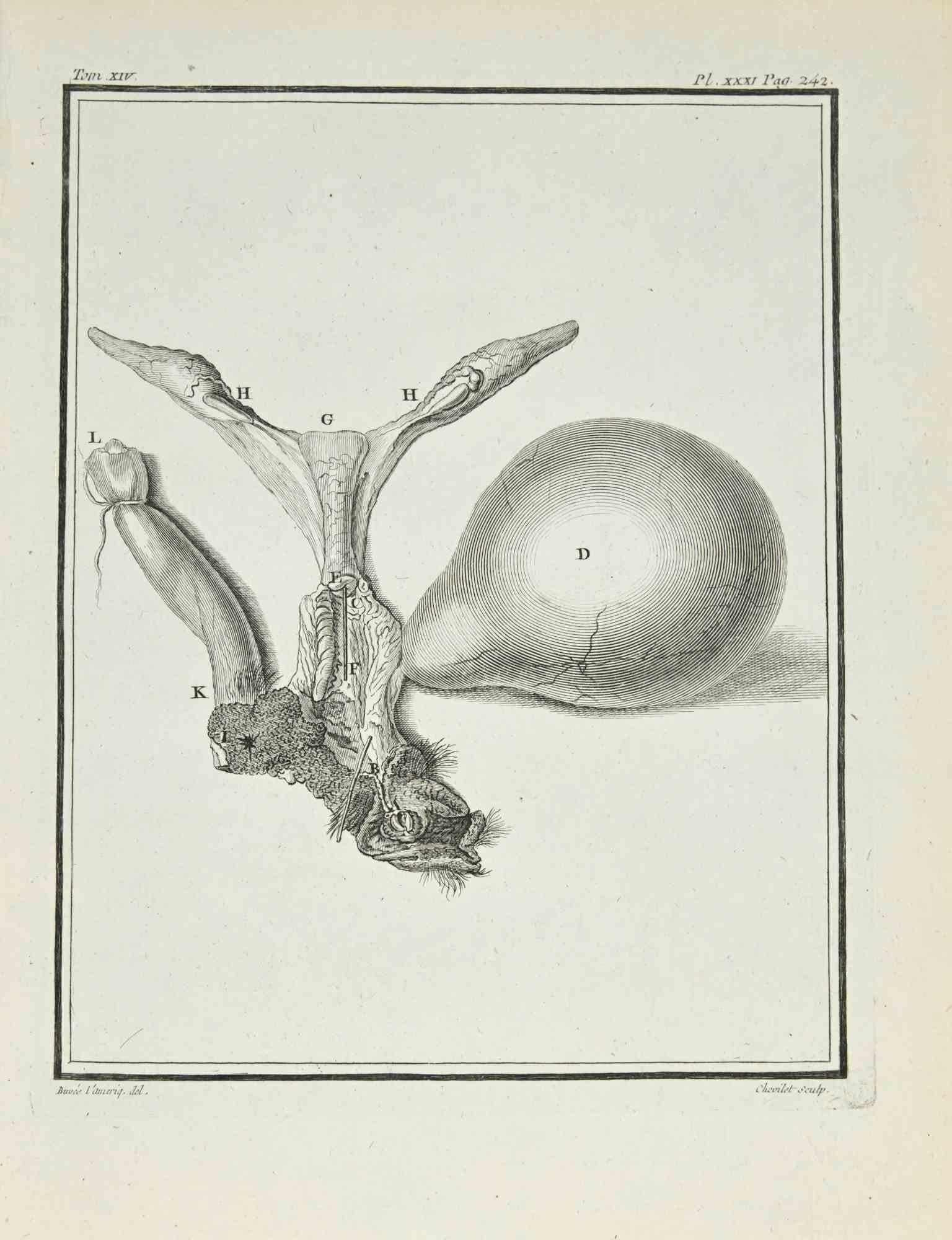 Interior of an Animal - Etching by Juste Chevillet - 1771