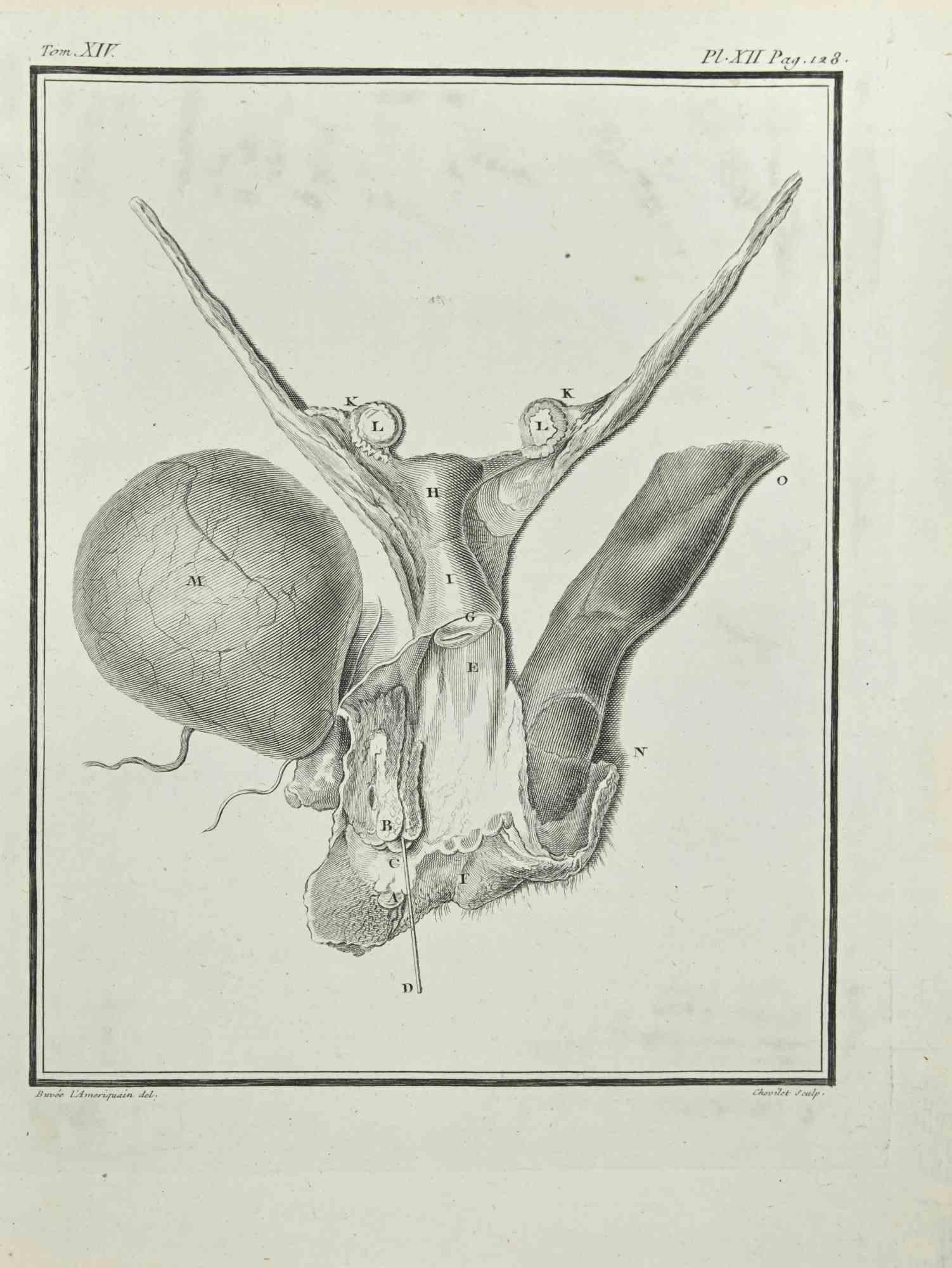 Institutiones Chirurgicae is an etching realized in 1771 by Juste Chevillet (1729–1802)
Signed in plate.
The artwork Belongs to the suite "Histoire naturelle, générale et particulière avec la description du Cabinet du Roi". Paris: Imprimerie Royale,