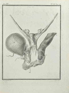 Interior of Animals - Etching by Juste Chevillet - 1771