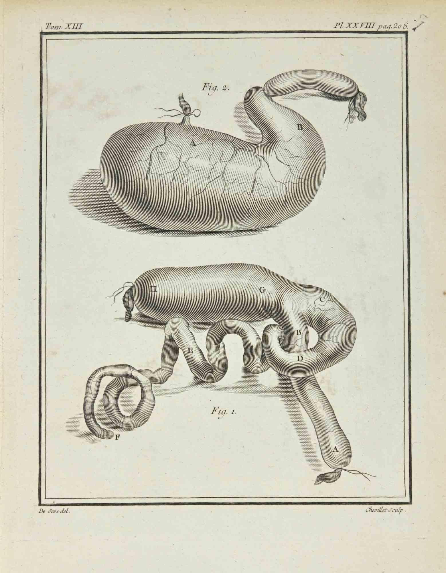 Interior of Animals  is an etching realized by Juste Chevillet in 1771.

The artwork Belongs to the suite "Histoire naturelle, générale et particulière avec la description du Cabinet du Roi". Paris: Imprimerie Royale, 1749-1771. The Artist's
