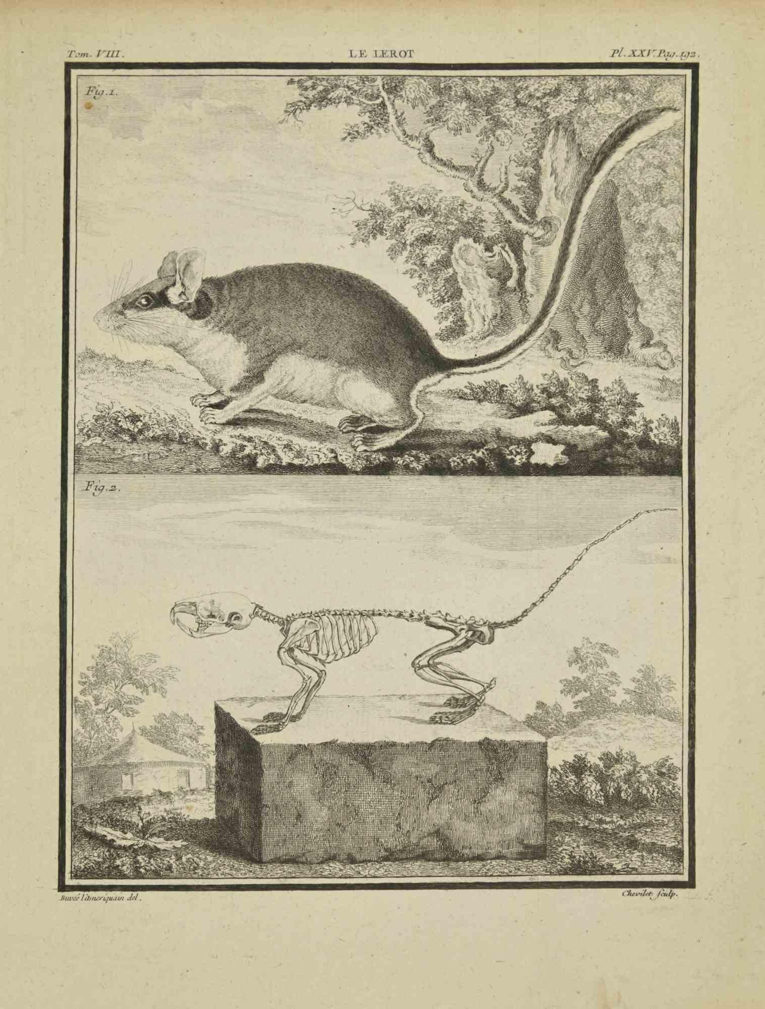 La Lerot is an etching realized by J. Chevillet in 1771.

It belongs to the suite "Histoire Naturelle de Buffon".

The Artist's signature is engraved lower right.

Good conditions.
