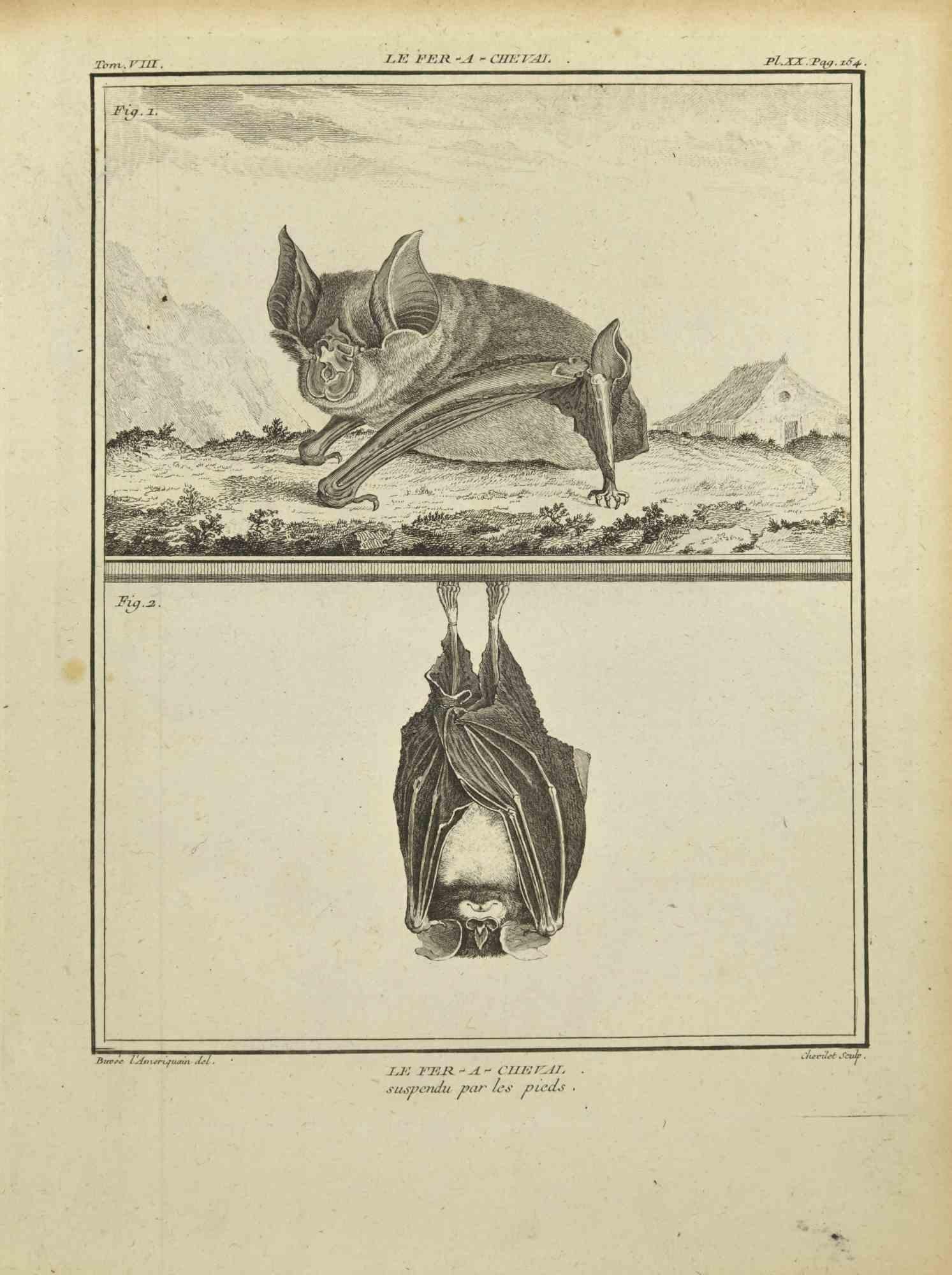 Le Fer a Cheval is an etching realized in 1771 by Juste Chevillet (1729–1802)

Signed  in plate.

The piece belongs to the suite "Histoire naturelle, générale et particulière avec la description du Cabinet du Roi".