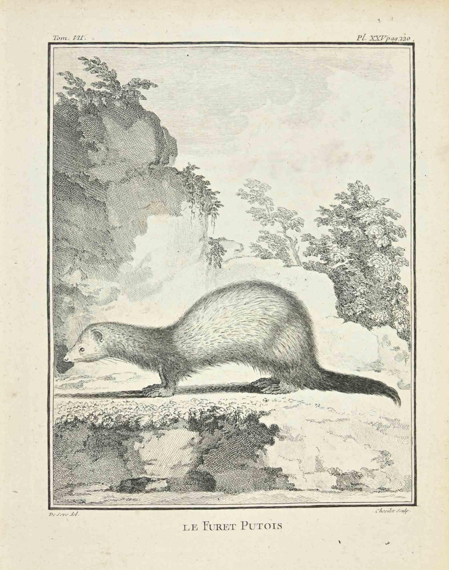 Le Furet Putois is an etching realized by Juste Chevillet in 1771.

It belongs to the suite "Histoire Naturelle de Buffon".

The Artist's signature is engraved lower right.

Good conditions.