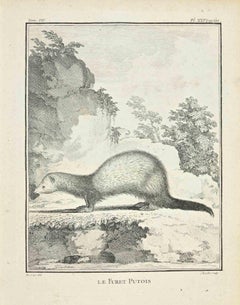 Le Furet Putois – Radierung von Juste Chevillet – 1771