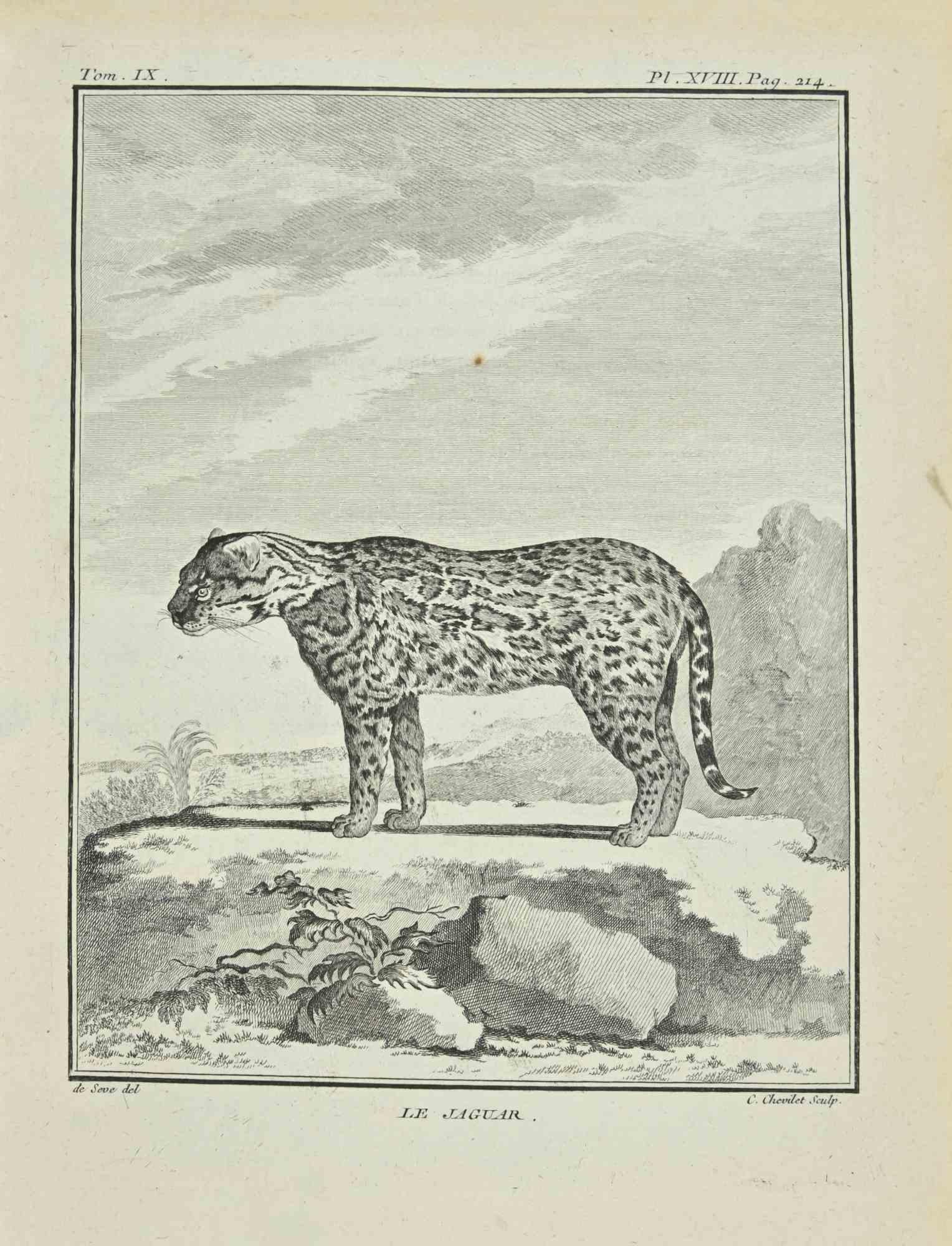 Le Jaguar is an etching realized in 1771 by Juste Chevillet (1729–1802)

Signed in plate.

The artwork Belongs to the suite "Histoire naturelle, générale et particulière avec la description du Cabinet du Roi". Paris: Imprimerie Royale, 1749-1771. 

 