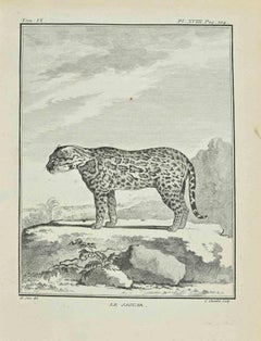 Le Jaguar – Radierung von Juste Chevillet – 1771