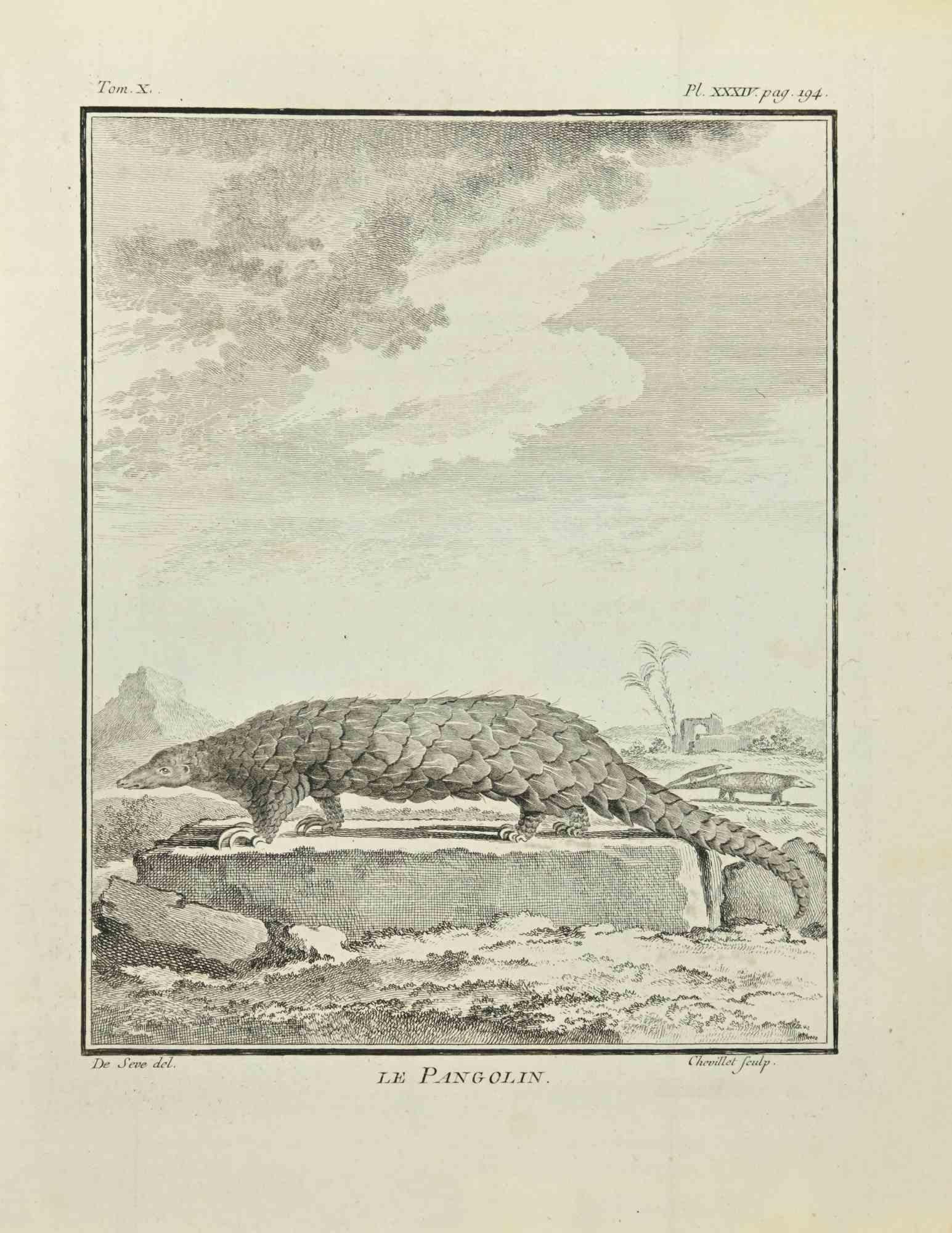Le Pangolin is an etching realized by Juste Chevillet in 1771.

It belongs to the suite "Histoire Naturelle de Buffon".

The Artist's signature is engraved lower right.

Good conditions