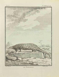 Le Pangolin - Etching by Juste Chevillet - 1771