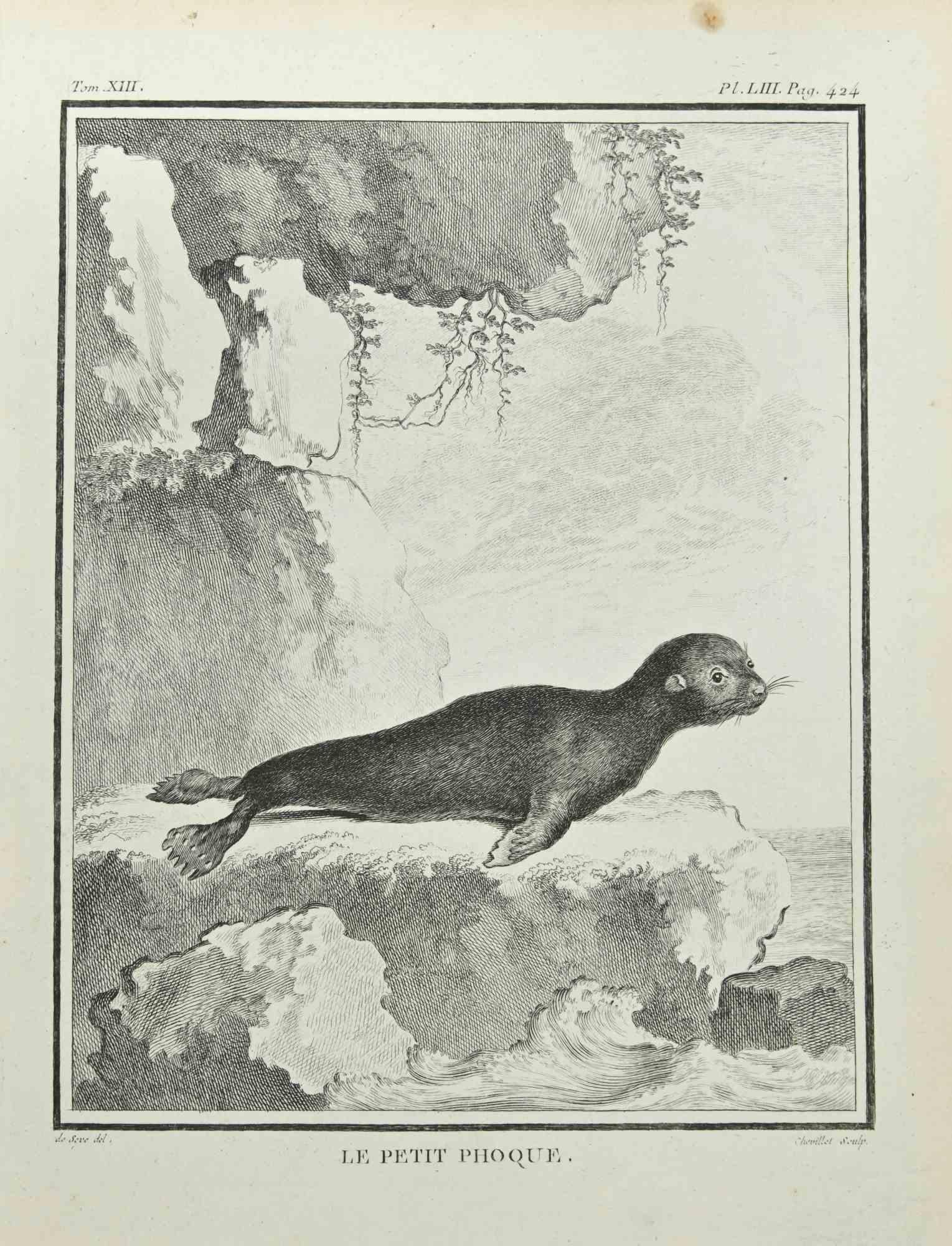 Le Petite Phoque - Etching by Juste Chevillet - 1771