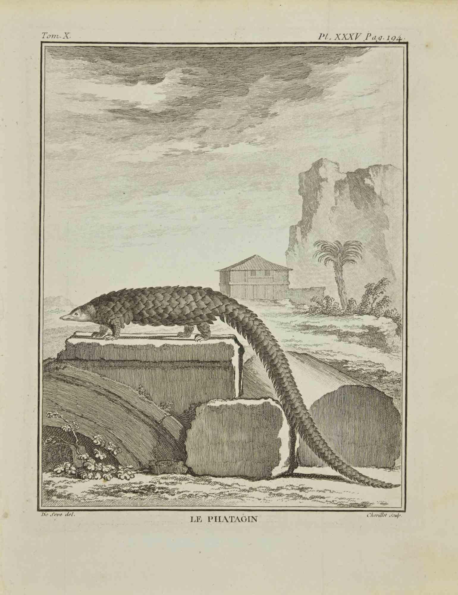 Le Phatagin is an etching realized by Juste Chevillet in 1771.

It belongs to the suite "Histoire Naturelle de Buffon".

The Artist's signature is engraved lower right.

Good conditions.

 