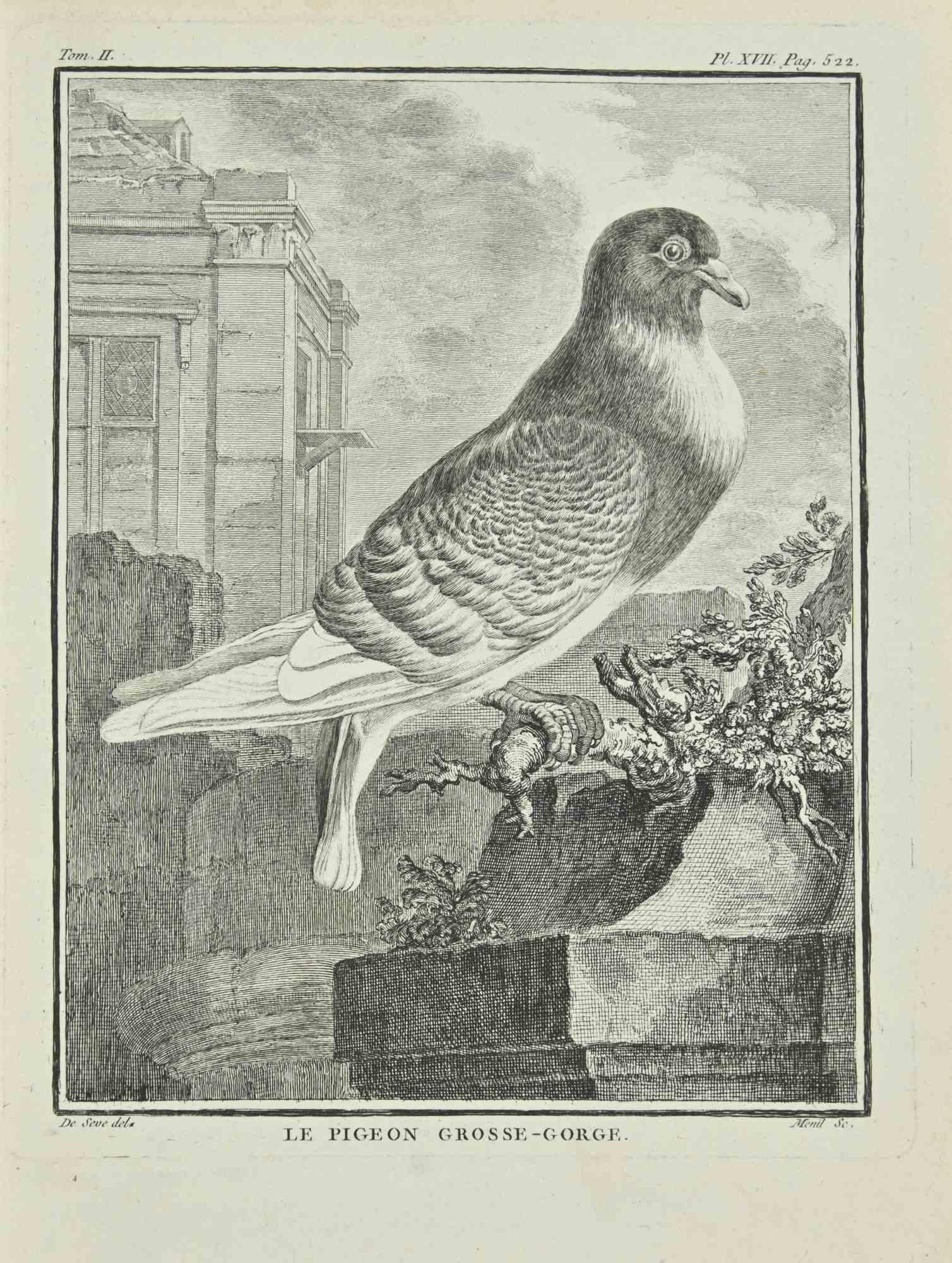Le Pigeon Grosse-Gorge - Etching by Juste Chevillet - 1771