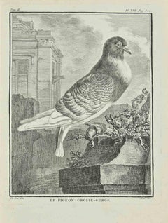 Antique Le Pigeon Grosse-Gorge - Etching by Juste Chevillet - 1771