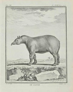 Le Tapir - Etching by Juste Chevillet - 1771
