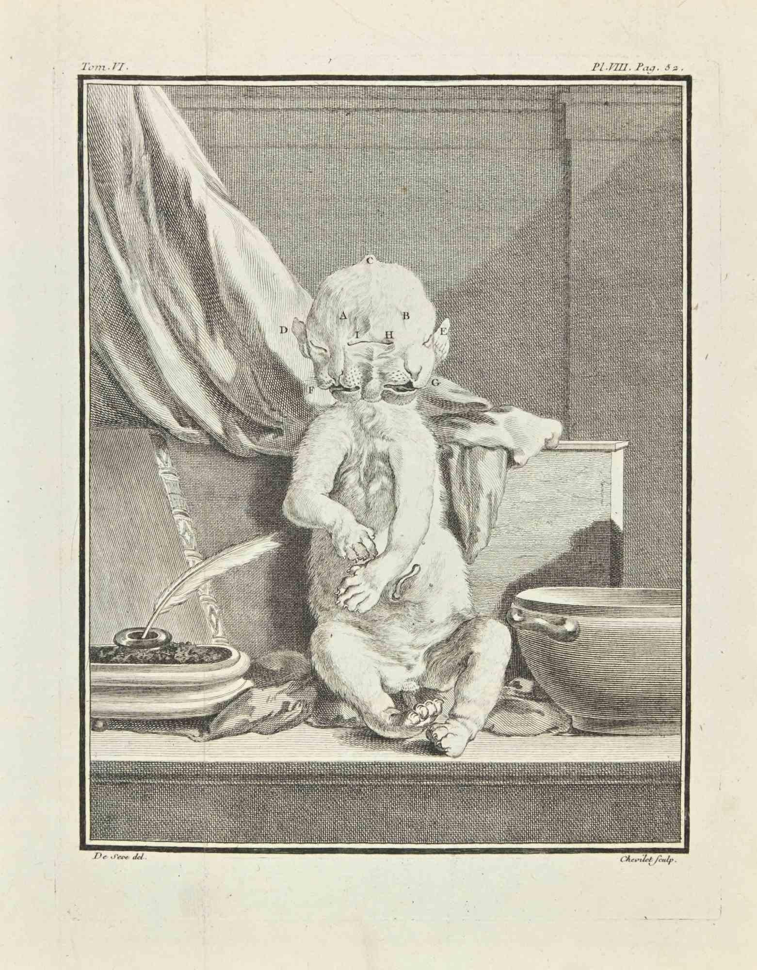 The Creature is an etching realized by Juste Chevillet in 1771.

The artwork Belongs to the suite "Histoire naturelle, générale et particulière avec la description du Cabinet du Roi". Paris: Imprimerie Royale, 1749-1771. The Artist's signature is