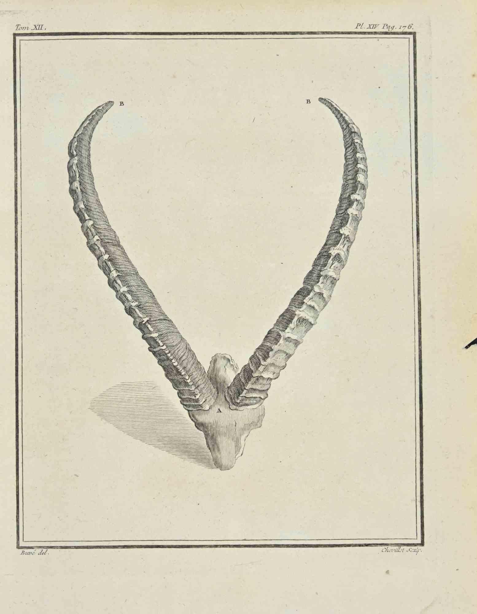 The Horns is an etching realized by Juste Chevillet in 1771.

It belongs to the suite "Histoire Naturelle de Buffon".

The Artist's signature is engraved lower right.

Good conditions.