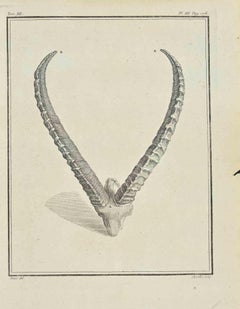 The Horns - Etching by Juste Chevillet - 1771