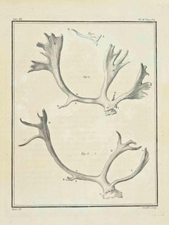 The Horns – Radierung von Juste Chevillet – 1771