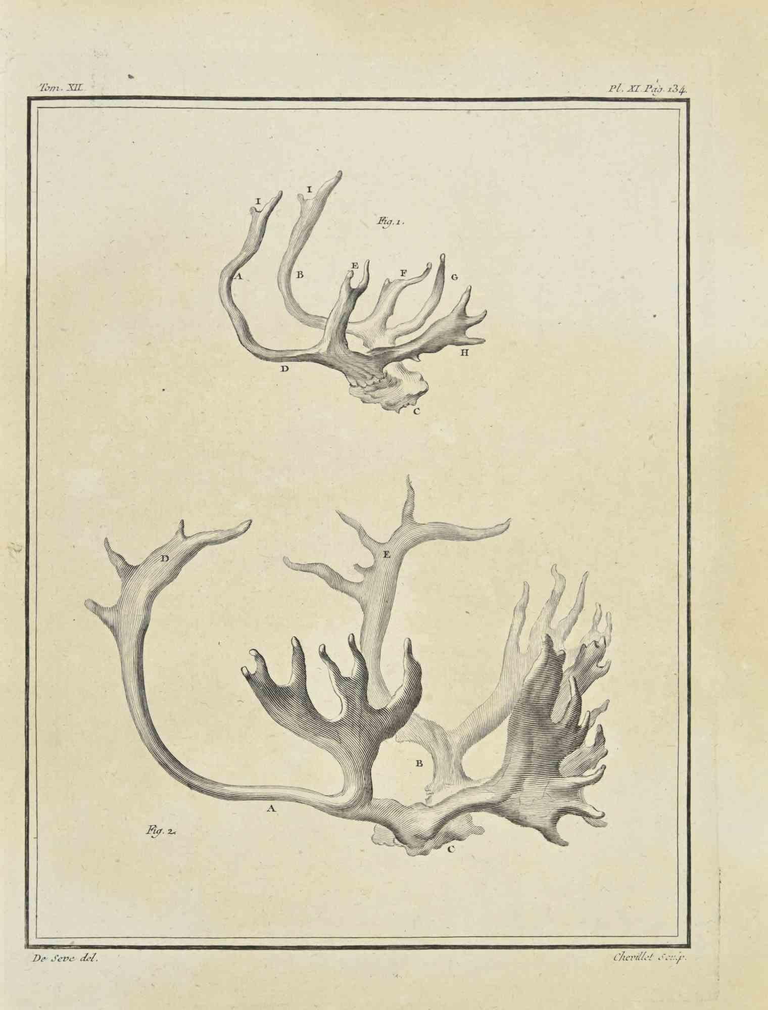The Horns - Etching by Juste Chevillet - 1771