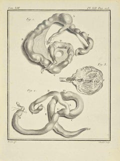 The Organs  - Gravure par  Juste Chevillet - 1771