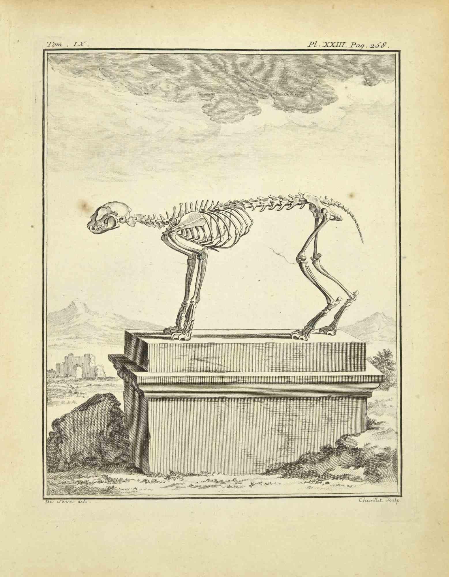 The Skeleton is an etching realized byJuste Chevillet in 1771.

It belongs to the suite "Histoire Naturelle de Buffon".

The Artist's signature is engraved lower right.

Good conditions with slight foxing.
 