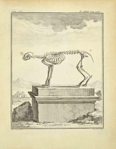 The Skeleton - Etching by Juste Chevillet - 1771